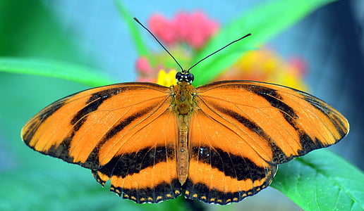 striped passion flower butterfly, dryadula phaetusa, passionsblume butterfly, butterfly, tropical, exotic thumbnail