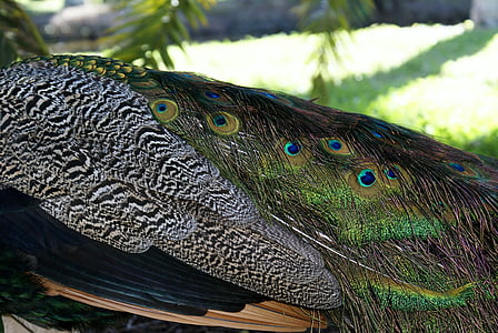close-up photography of peacock thumbnail