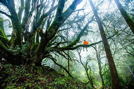 man sitting on tree branch at daytime thumbnail