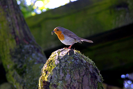 purple and white bird on top of tree thumbnail