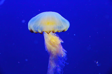 underwater photography of jelly fish thumbnail