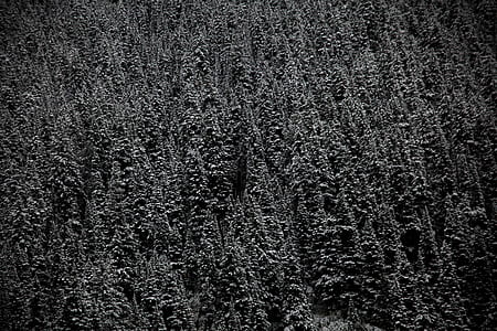 grayscale photo of tree thumbnail