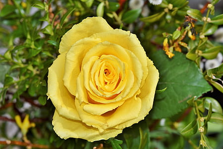 yellow rose flower in close-up photography thumbnail
