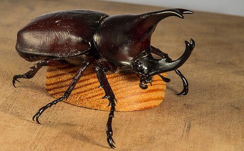 Tropical Beetles, Rhinoceros Beetle thumbnail