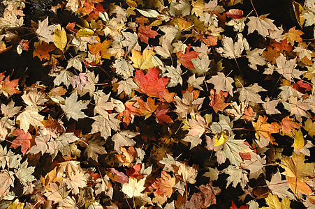 orange leaf on floor thumbnail