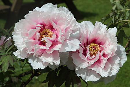 two white-and-pink flowers thumbnail