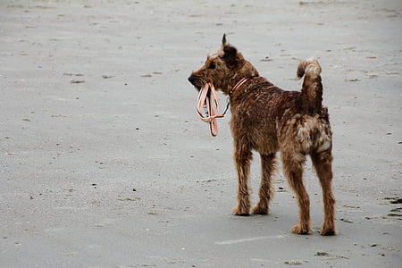long-coated tan and white dog thumbnail