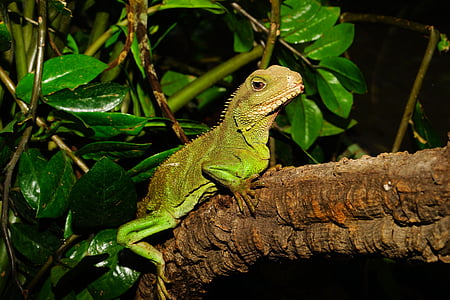 green reptile on wood brand near green leaf thumbnail