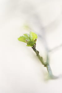 selective focus photography of green leaf thumbnail