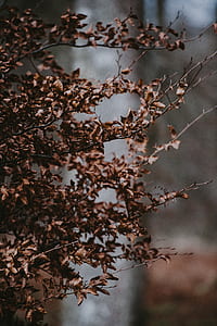 plant with brown leaves thumbnail