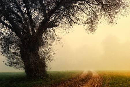 road and tree covered with fog thumbnail
