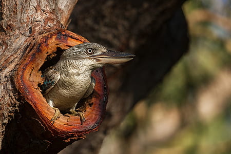 wood, bird, australia, animal thumbnail