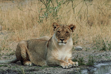tan lioness near body of water thumbnail