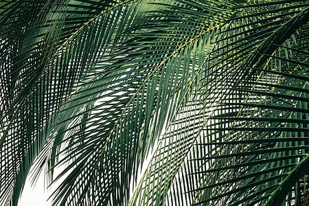green leafed plant thumbnail