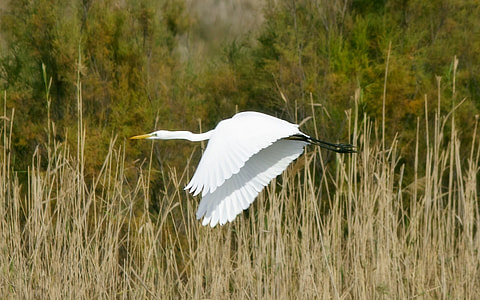 selective focus photo of little egret bird flying over the grass thumbnail