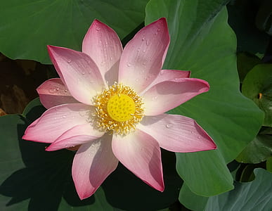 pink petaled flowers thumbnail