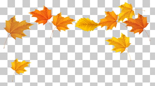 Autumn leaf color , Fall Leaves , brown and yellow maple leaves PNG clipart