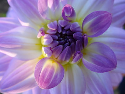 closeup photo of purple petaled flower thumbnail