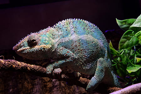 green chameleon thumbnail
