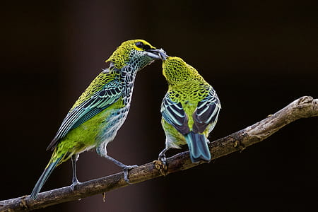 two green-and-blue birds perched on tree branch thumbnail