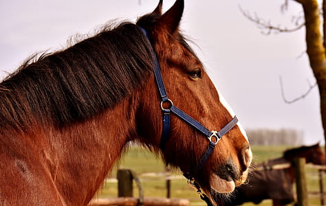closeup photo brown horse thumbnail
