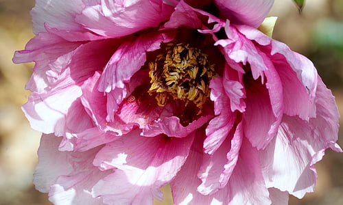shallow focus photography of pink flower thumbnail