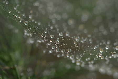 macro photography of dew drops on web thumbnail