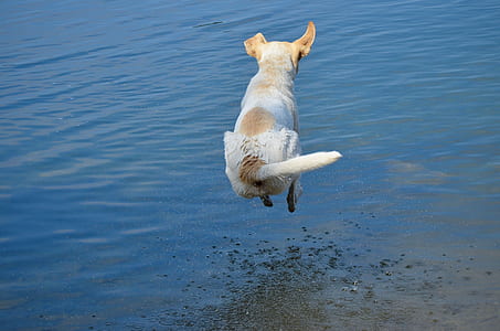 white and tan dog jumped over water thumbnail