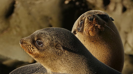 two brown sealions thumbnail