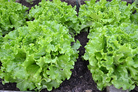 green leafed plants during daytime thumbnail