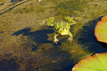 green frog floating on body of water thumbnail