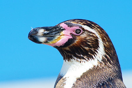 close-up photography of penguin thumbnail