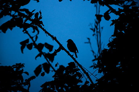 bird perched on tree branch under dark blue sky thumbnail
