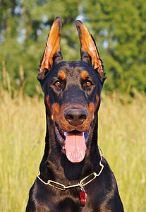 Doberman pinchner thumbnail