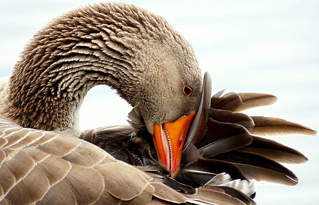 brown goose in white background thumbnail