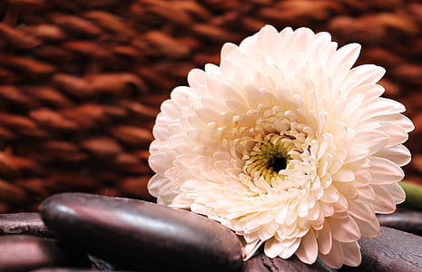 macro photography of white flower thumbnail