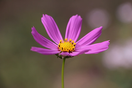 closeup photography of purple cosmos flower thumbnail