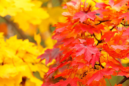 selective focus photography of red flower tree thumbnail