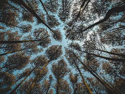 Low Angle Photography of Brown Leaf Forest Trees at Daytime thumbnail
