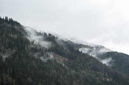 forest covered by fog during day time thumbnail