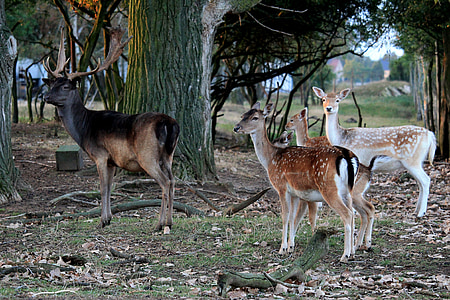 stag and three deer in forest thumbnail