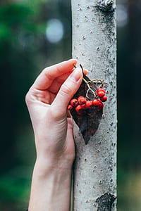 person holding red berries thumbnail