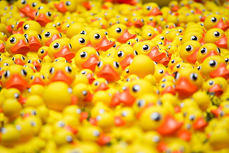 yellow rubber ducklings thumbnail