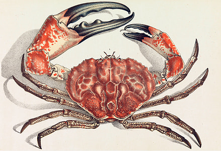 Tasmanian giant crab - Pseudocarcinus gigas thumbnail