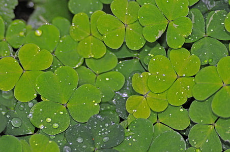 green water lilies thumbnail