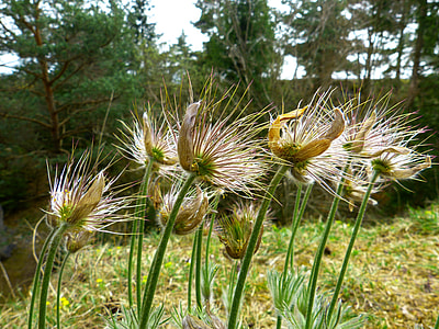 Pasque Flower, Common Pasque Flower thumbnail