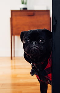 black fawn pug standing on brown floor thumbnail