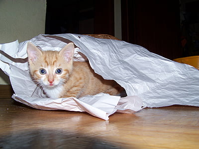 orange tabby cat thumbnail