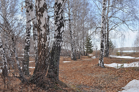 bare tree forest under cloudy sky thumbnail