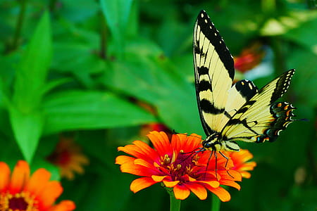 Picture of black and yellow swallowtail butterfly resting on a zinnia flower. thumbnail